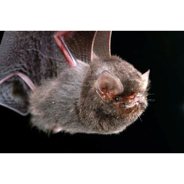 Беспалая летучая мышь (Furipterus horrens) Фото №4