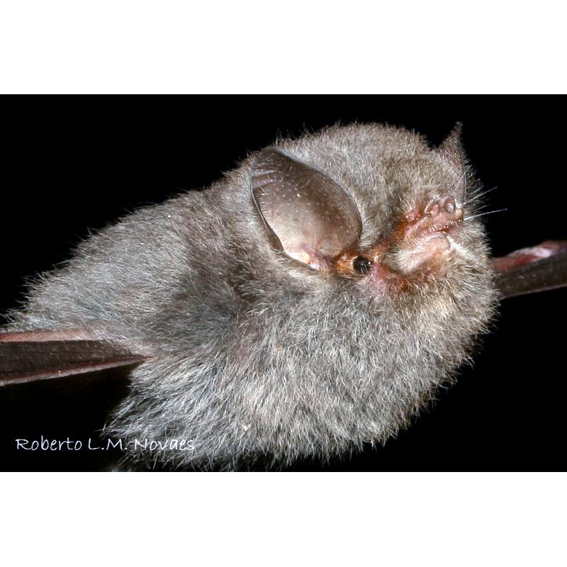 Беспалая летучая мышь (Furipterus horrens) Фото №5