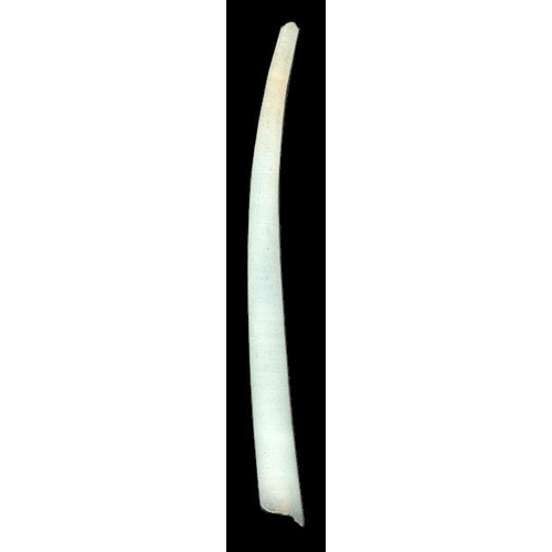 Семейство Fustiariidae  фото