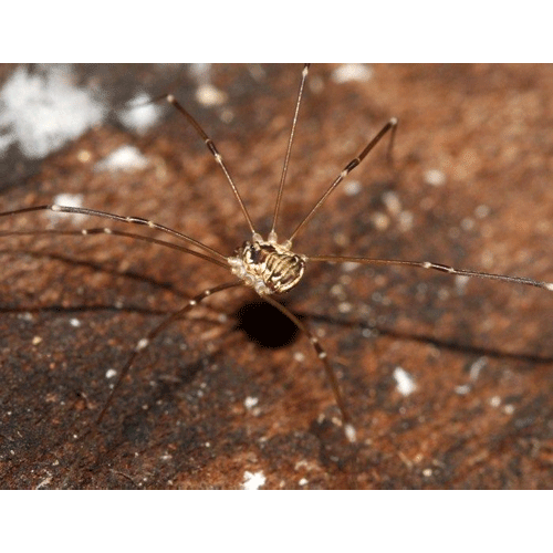 Семейство Gagrellidae фото