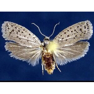 Семейство Galacticoidea фото