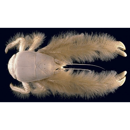 Семейство Galatheoidea фото