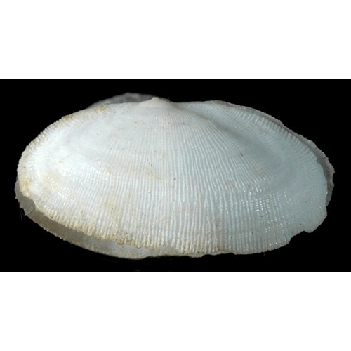 Семейство Galeommatoidea  фото