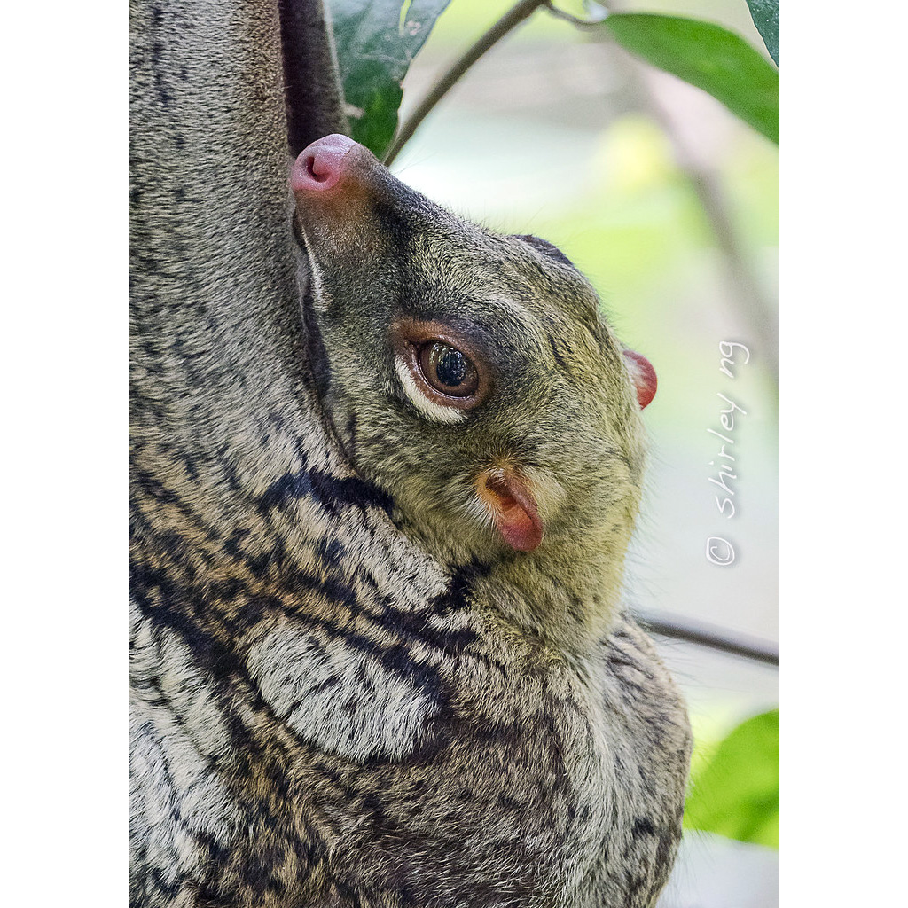 Малайский шерстокрыл (Galeopterus variegatus) Фото №10