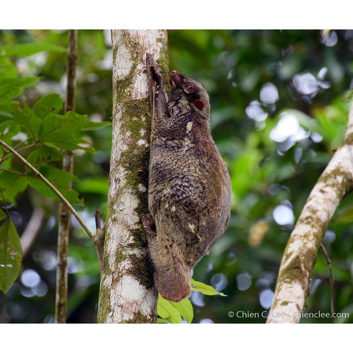 Малайский шерстокрыл (Galeopterus variegatus) Фото №2