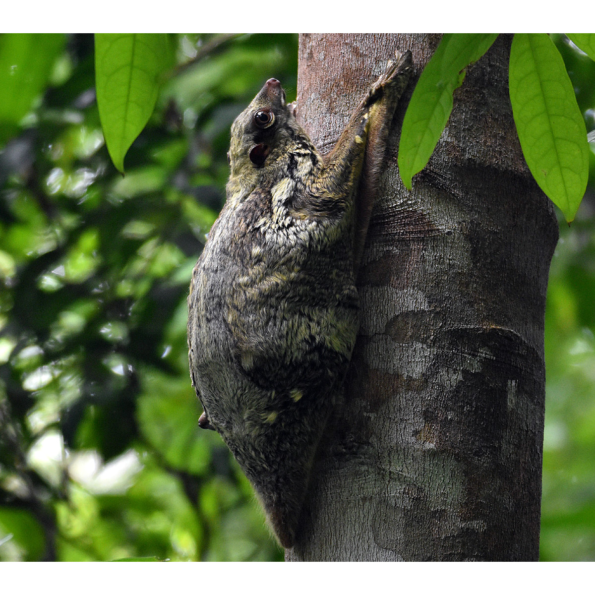 Малайский шерстокрыл (Galeopterus variegatus) Фото №3
