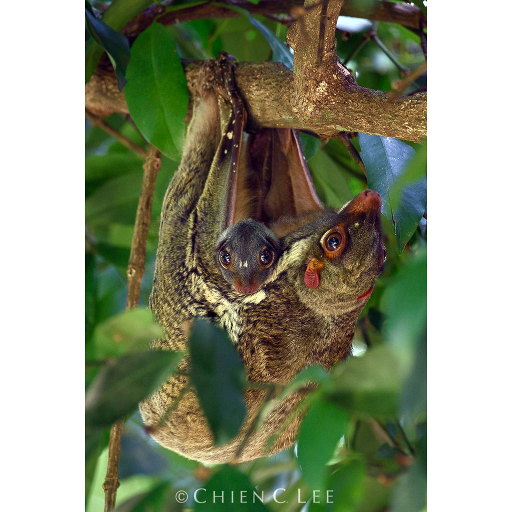Малайский шерстокрыл (Galeopterus variegatus) Фото №8
