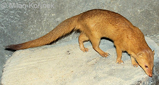 Galerella sanguinea sanguinea