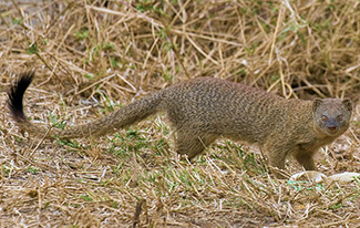 Galerella sanguinea swalius