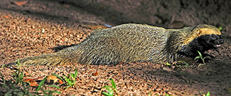 Galictis cuja cuja