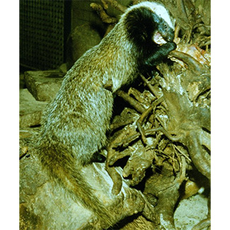 Galictis cuja furax