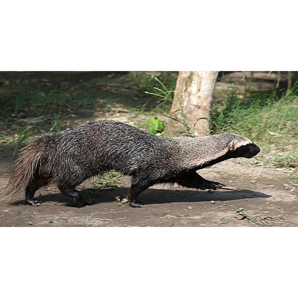 Гризон (Galictis vittata) Фото №2