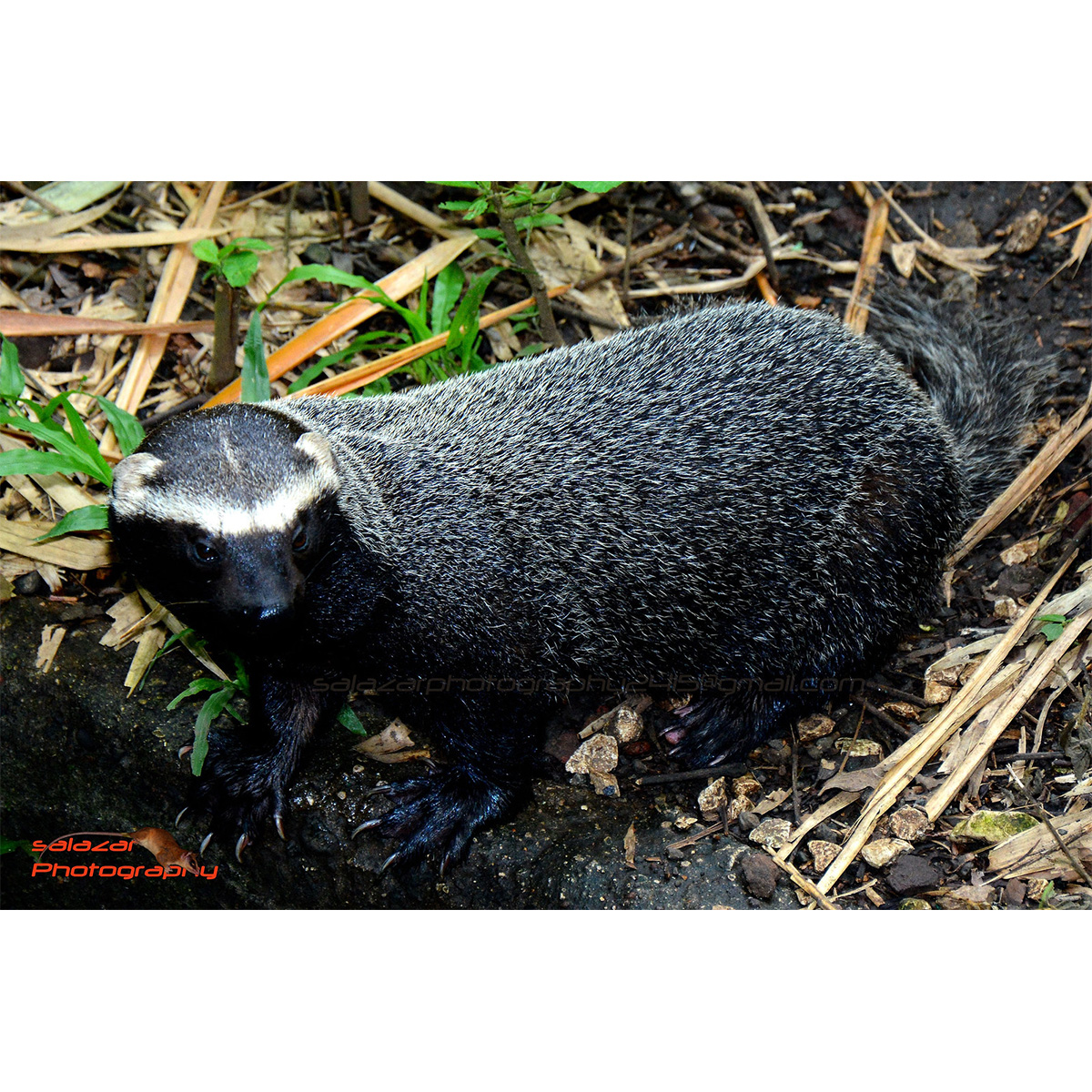 Гризон (Galictis vittata) Фото №4