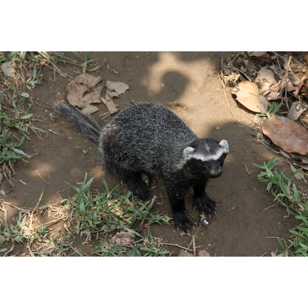Гризон (Galictis vittata) Фото №5