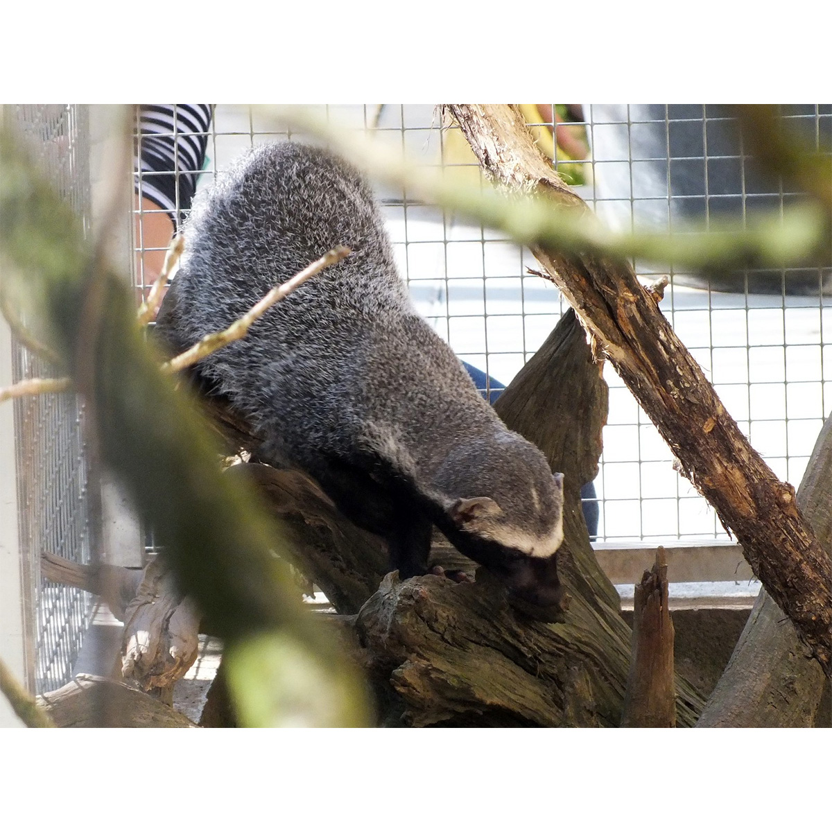 Гризон (Galictis vittata) Фото №6