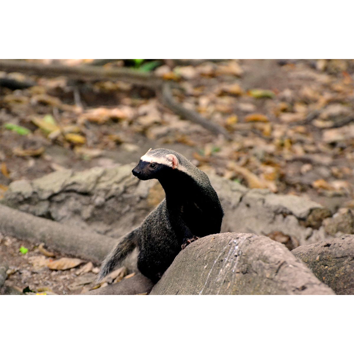 Гризон (Galictis vittata) Фото №7