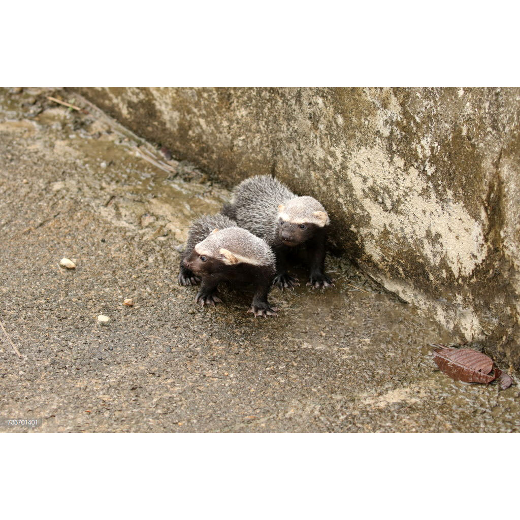 Гризон (Galictis vittata) Фото №9
