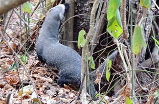 Galictis vittata canaster