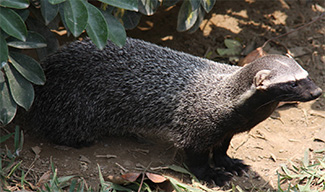 Galictis vittata vittata
