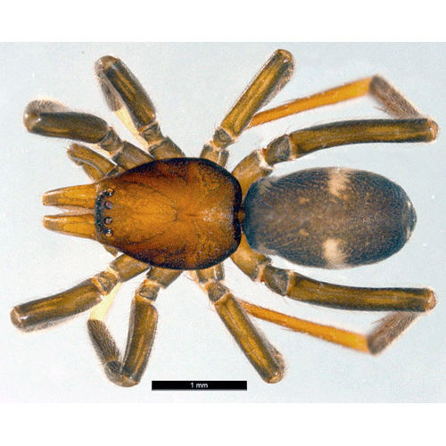 Семейство Gallieniellidae фото