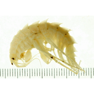 Семейство Gammaracanthidae фото