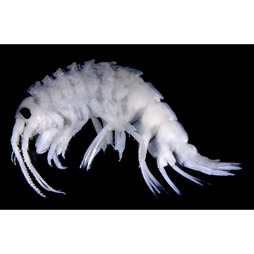 Семейство Gammarellidae фото