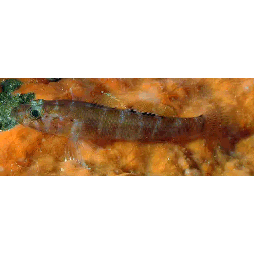 Род Gammogobius фото