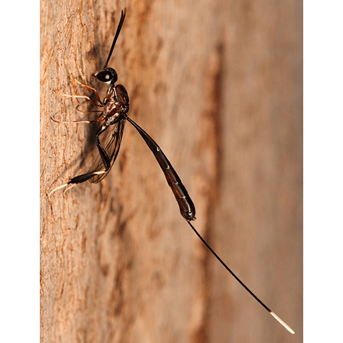 Семейство Gasteruptiidae фото