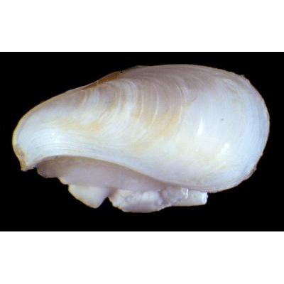 Семейство Gastrochaenoidea  фото