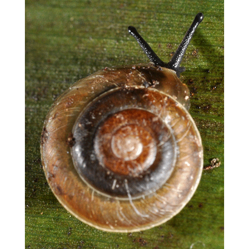 Семейство Gastrodontoidea  фото