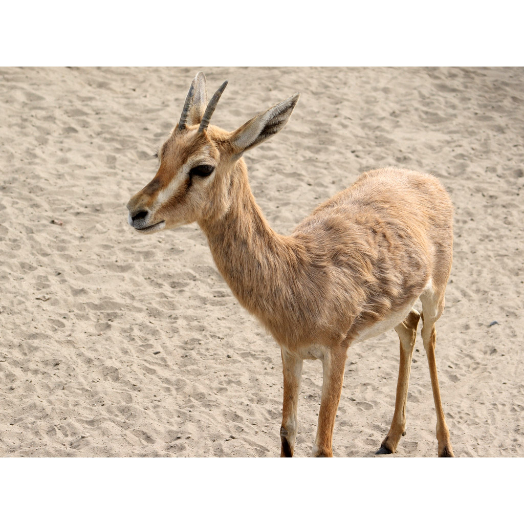Gazella bennettii Фото №10