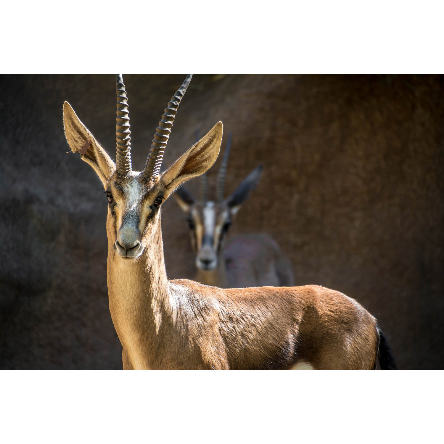 Gazella cuvieri Фото №10