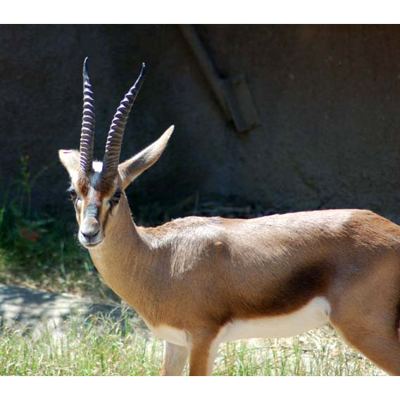 Gazella cuvieri Фото №4