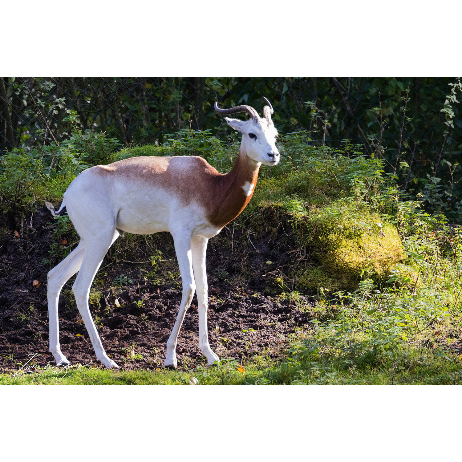 Gazella dama Фото №2