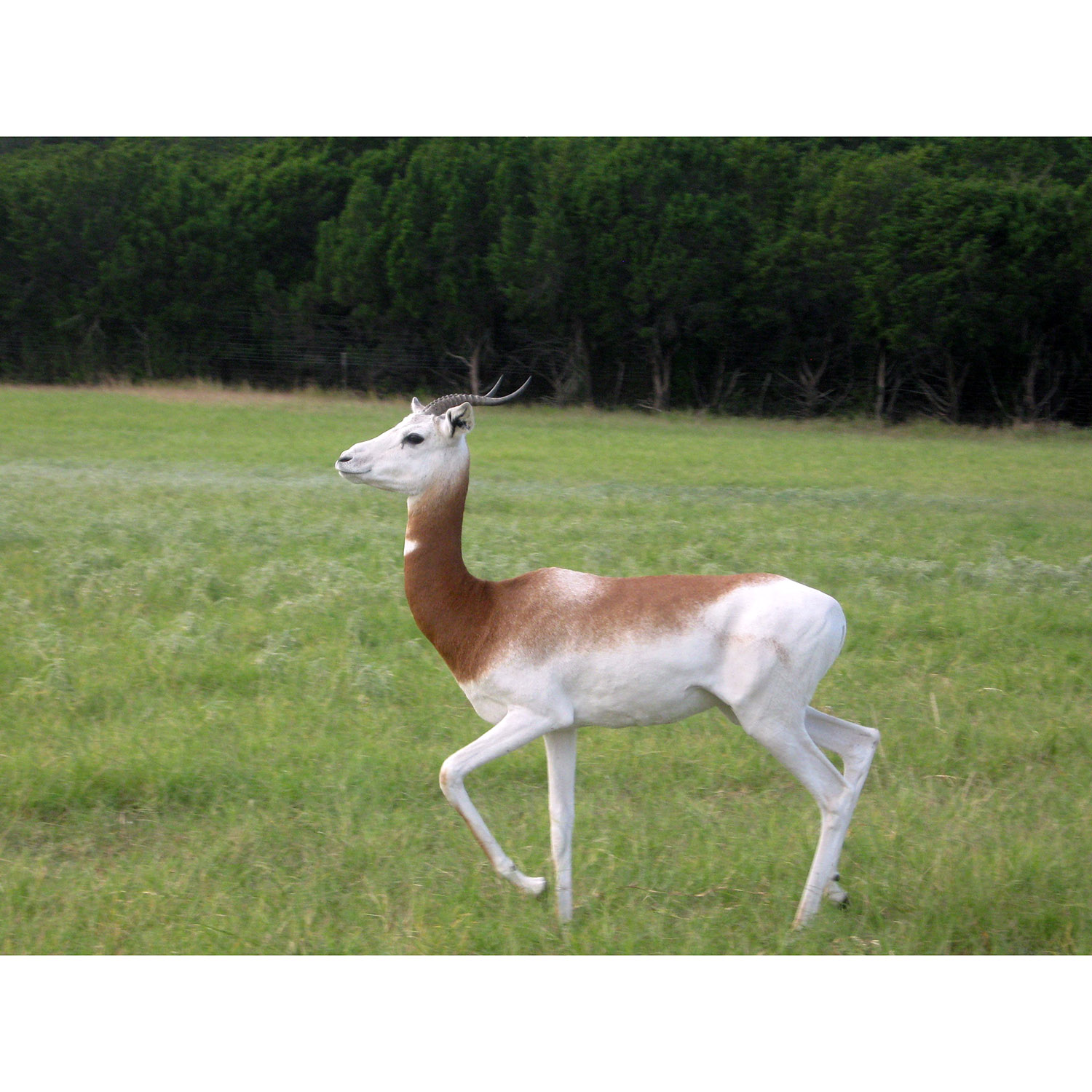 Gazella dama Фото №3