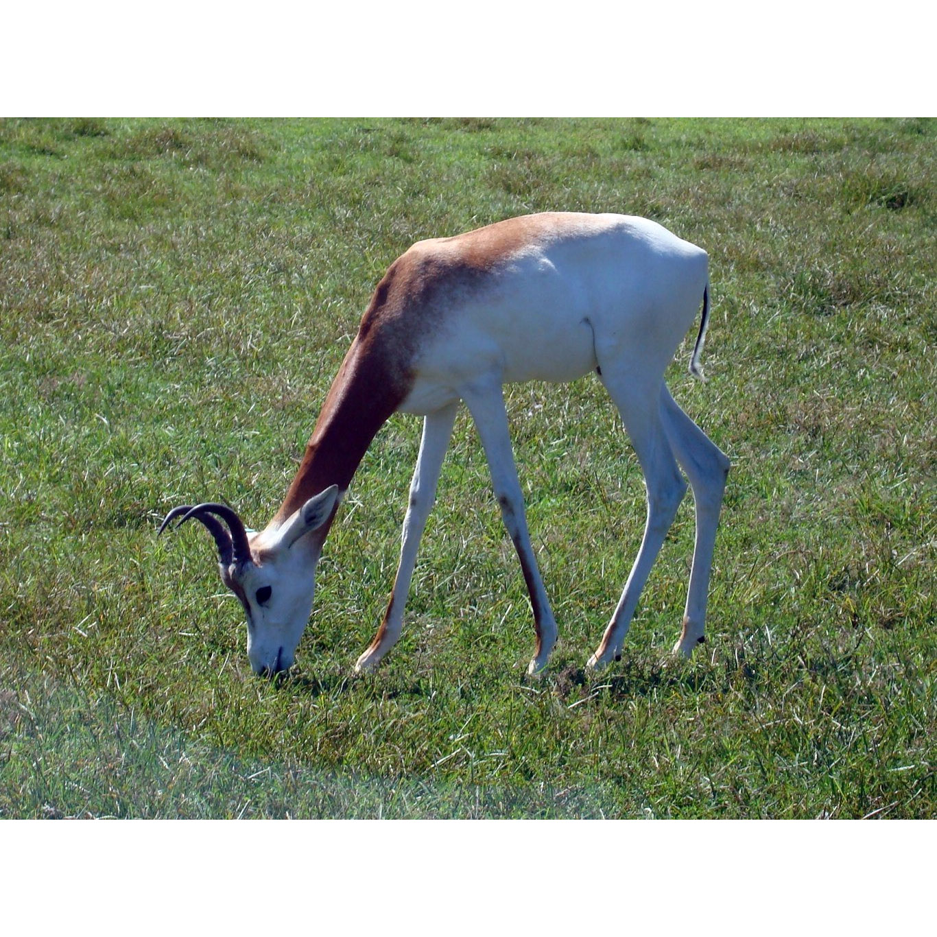 Gazella dama Фото №4