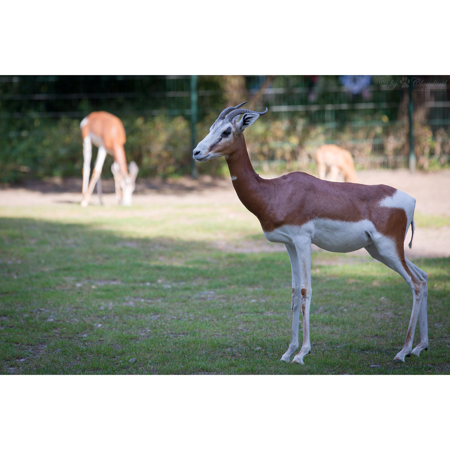 Gazella dama Фото №5