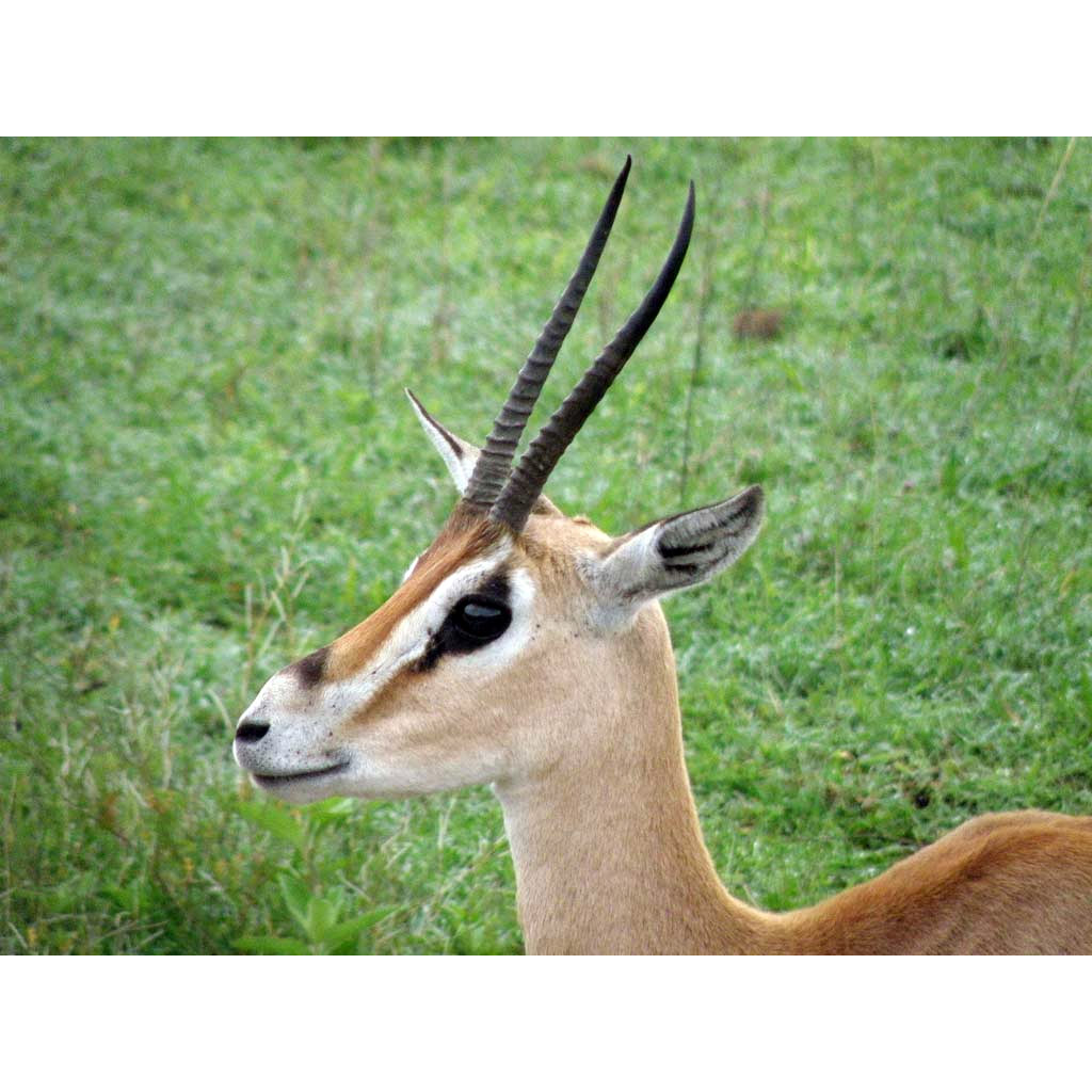 Gazella granti Фото №10