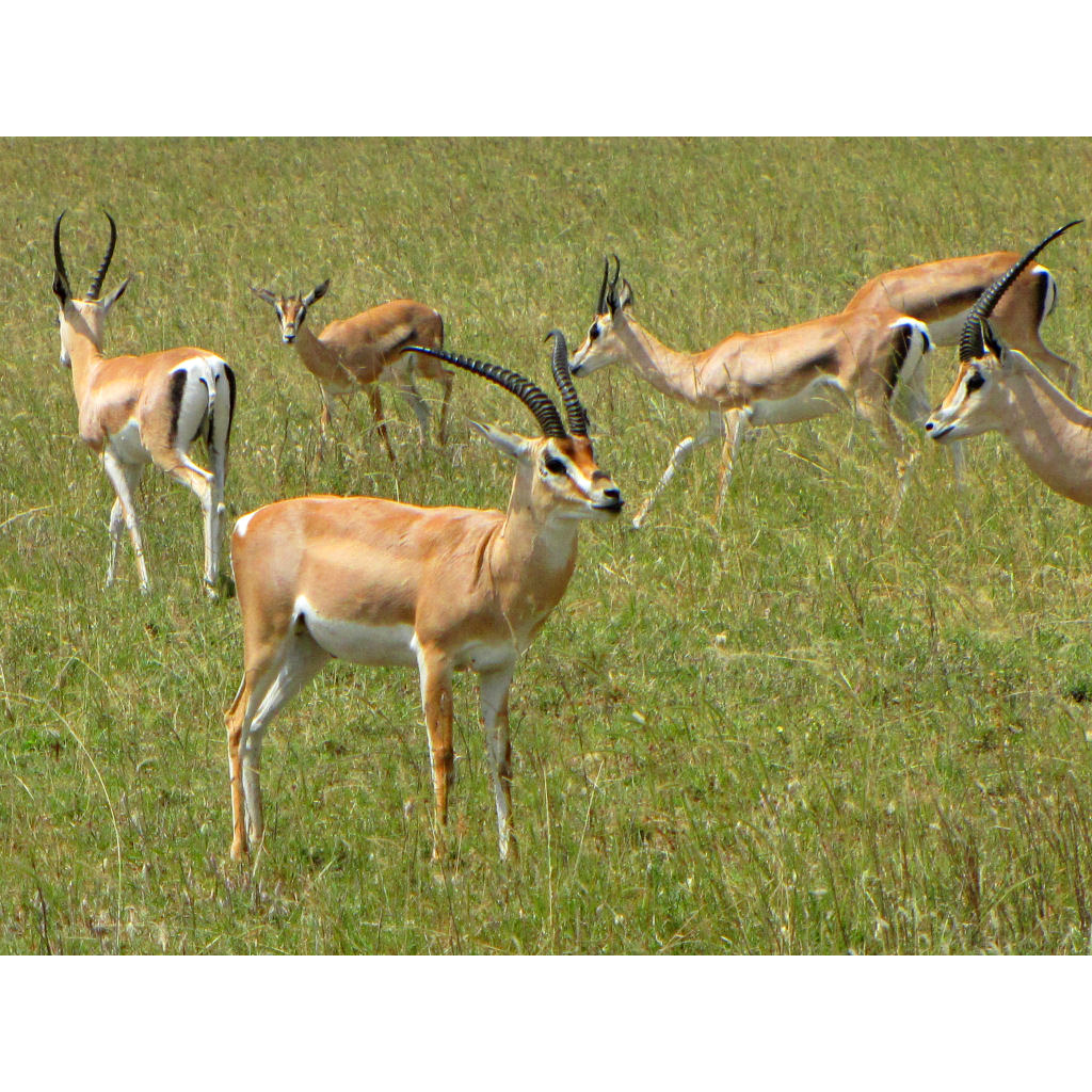 Gazella granti Фото №2