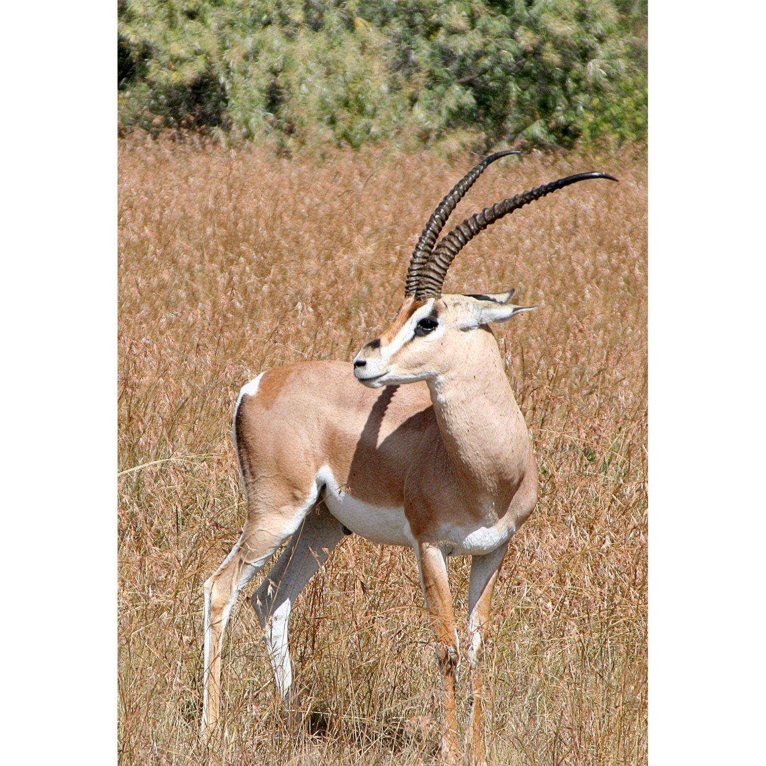 Gazella granti Фото №4