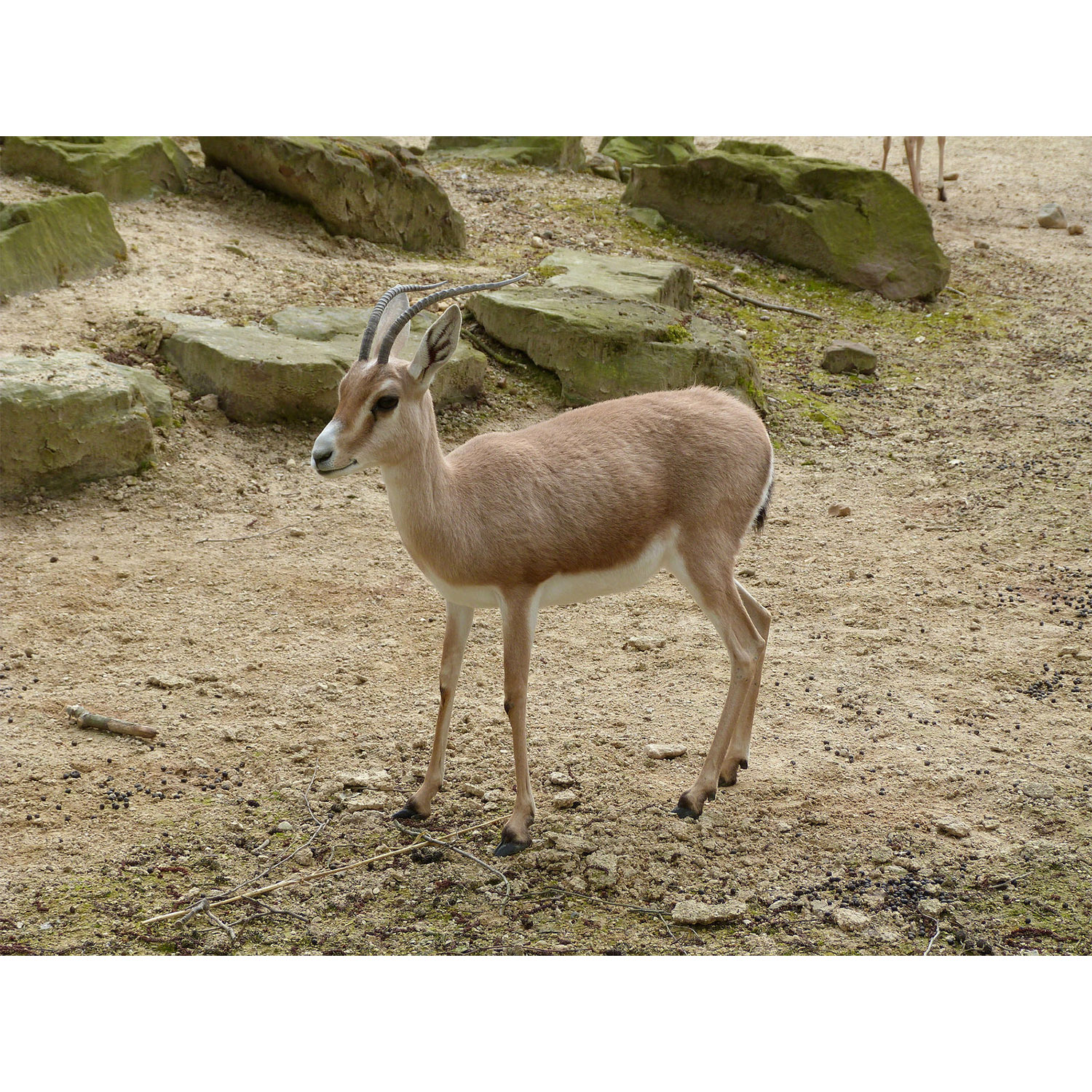 Gazella leptoceros Фото №2