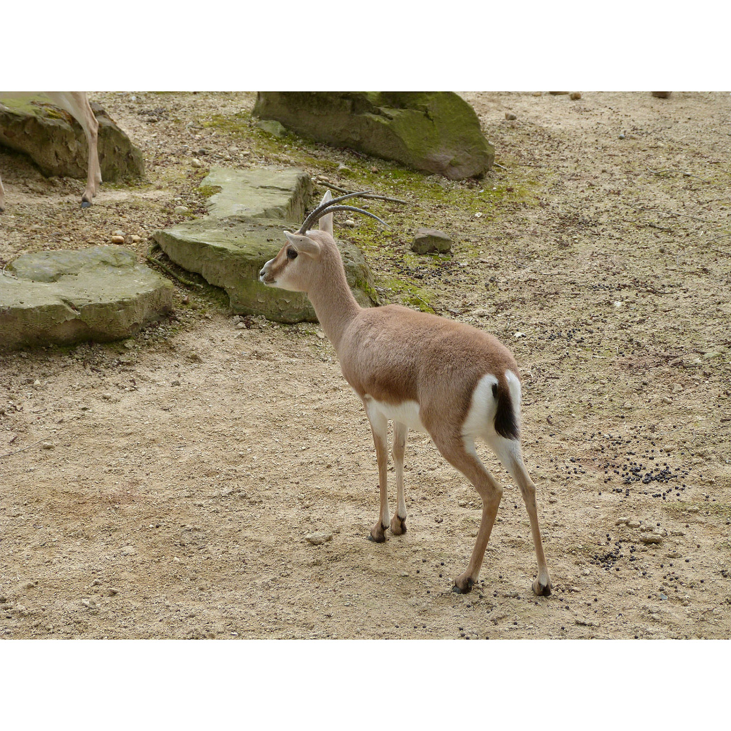 Gazella leptoceros Фото №3
