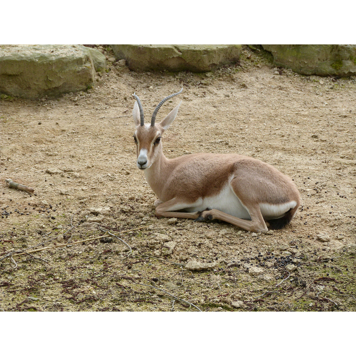 Gazella leptoceros Фото №4