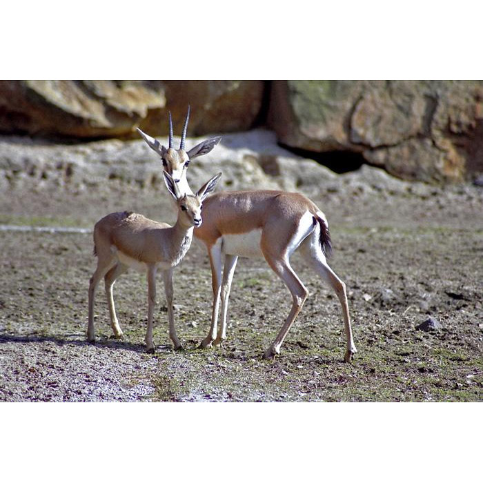 Gazella leptoceros Фото №6