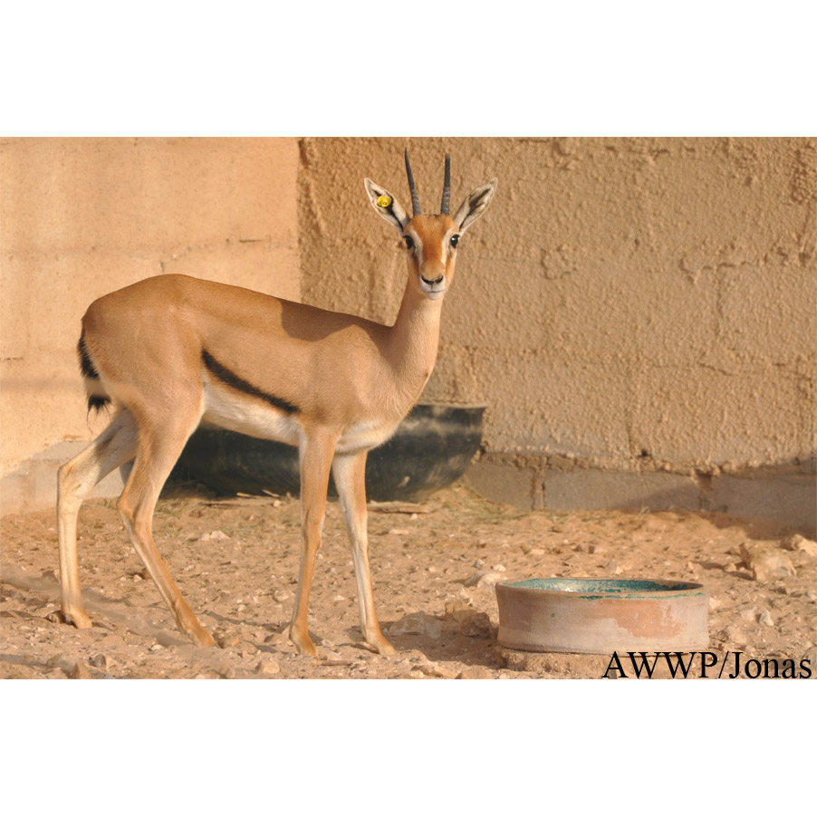 Gazella rufifrons Фото №3