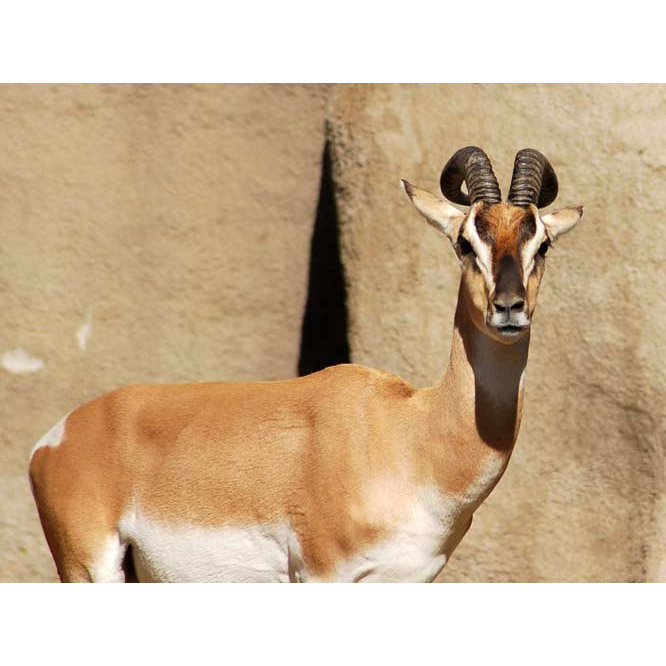 Gazella soemmerringii Фото №10