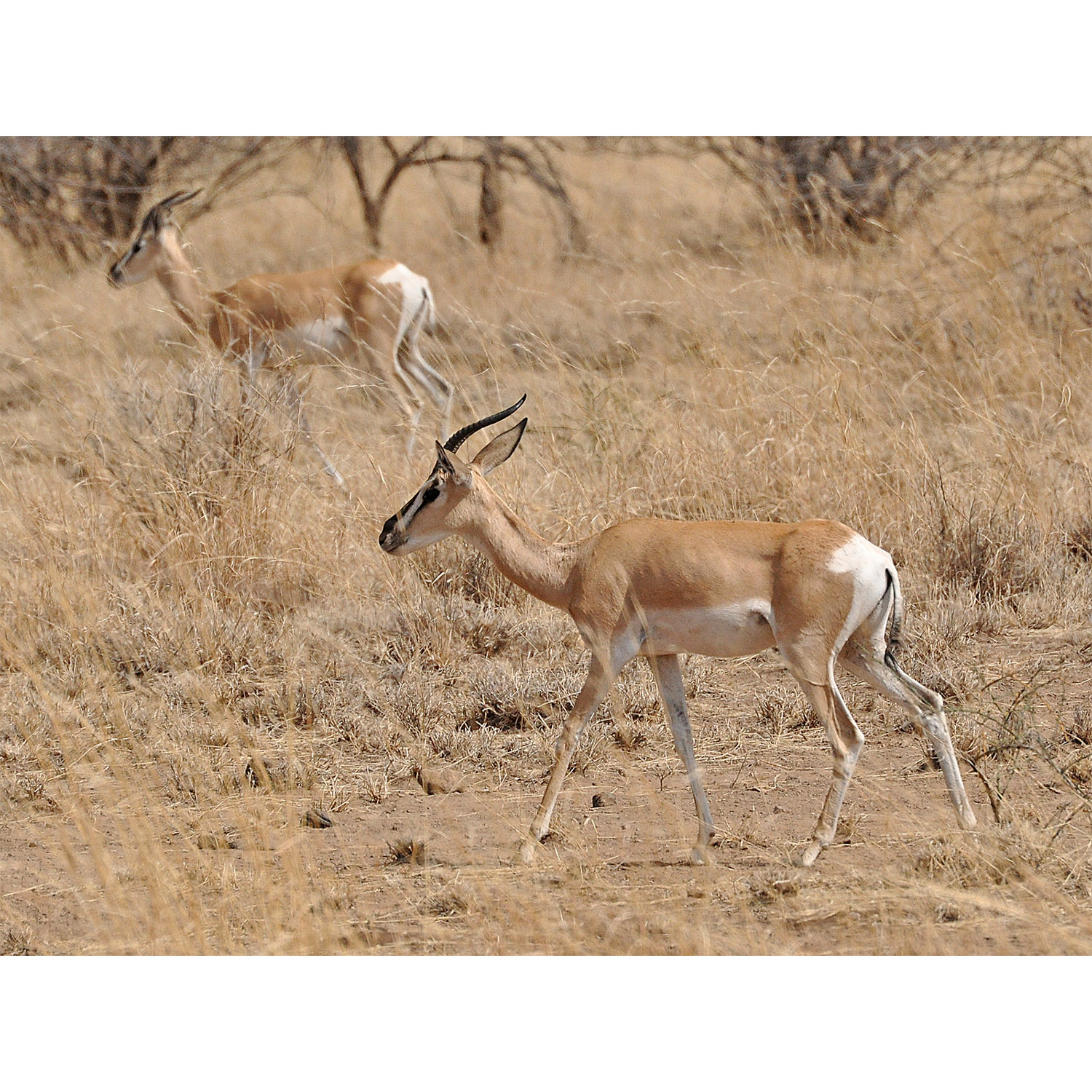 Gazella soemmerringii Фото №2