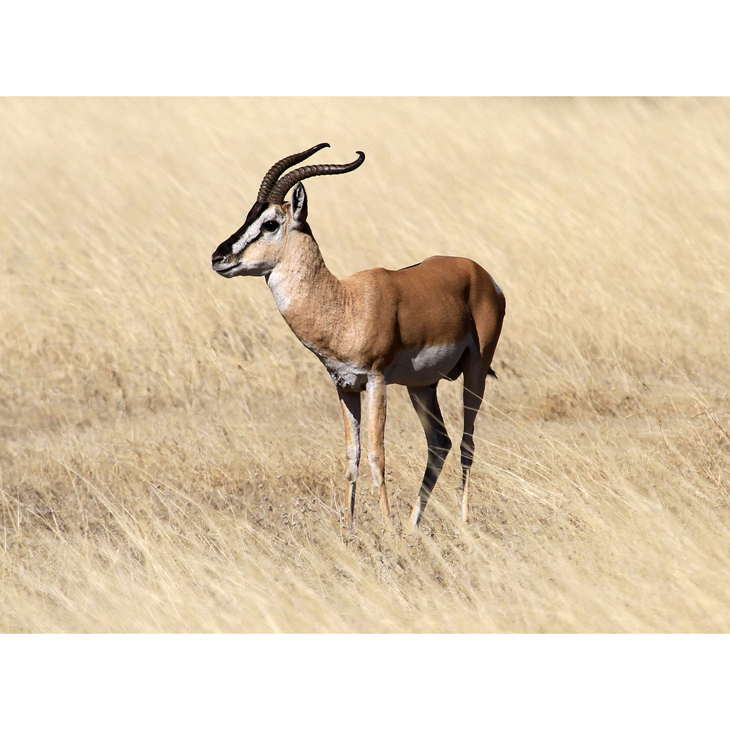 Gazella soemmerringii Фото №3