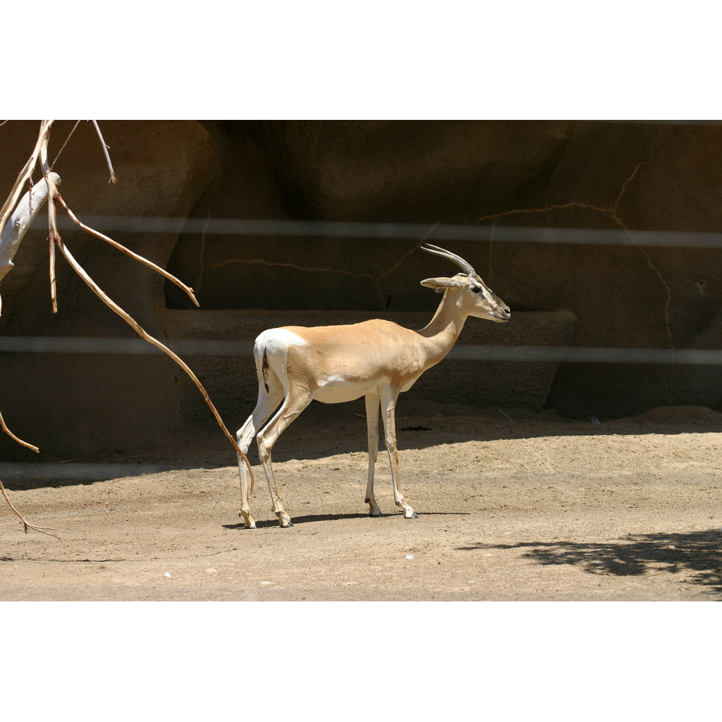 Gazella soemmerringii Фото №5