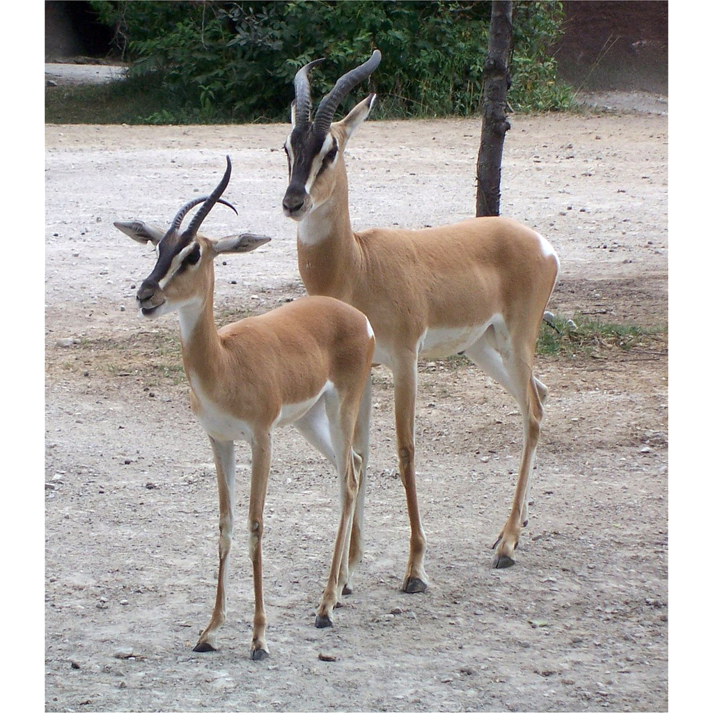 Gazella soemmerringii Фото №6